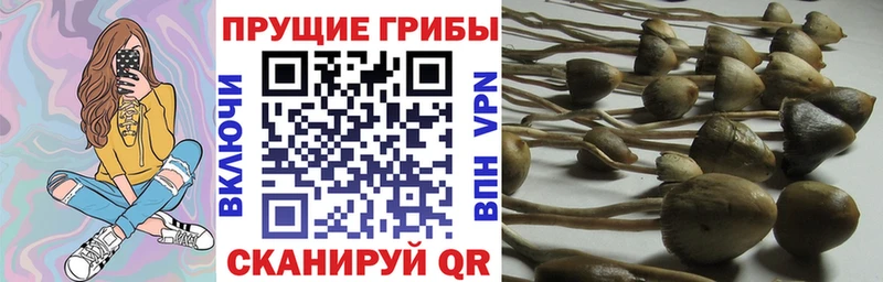 Галлюциногенные грибы Psilocybe  Морозовск 