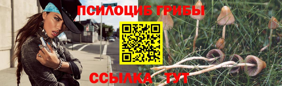 Псилоцибиновые грибы Psilocybe Морозовск
